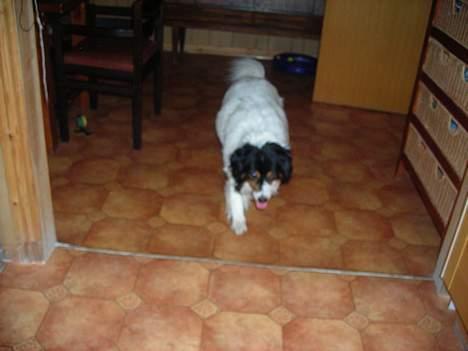 Blanding af racer bamse - ja ja jeg kommer nu  billede 15