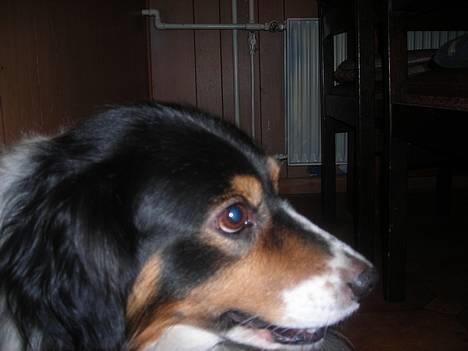 Blanding af racer bamse - se mig lige,  har jeg ikke en fremtid som foto model??????????????? billede 16