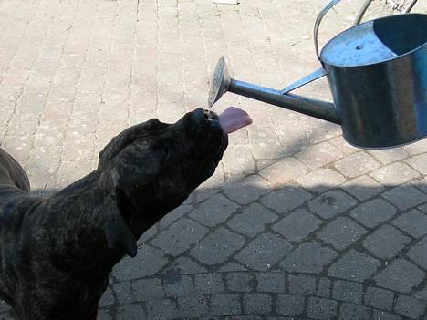 Blanding af racer Bongo (Død 2016)  billede 17