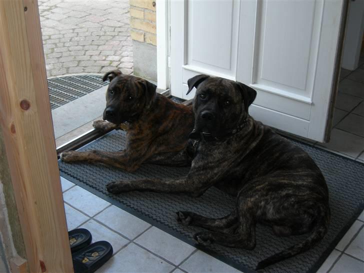 Blanding af racer Bongo (Død 2016)  - bongo og hans fætter saphir billede 18