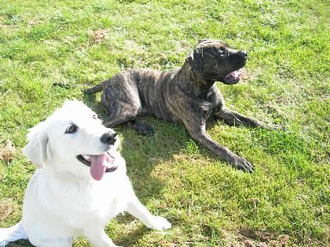 Blanding af racer Bongo (Død 2016)  - Bongo og hans kæreste Tilde billede 19