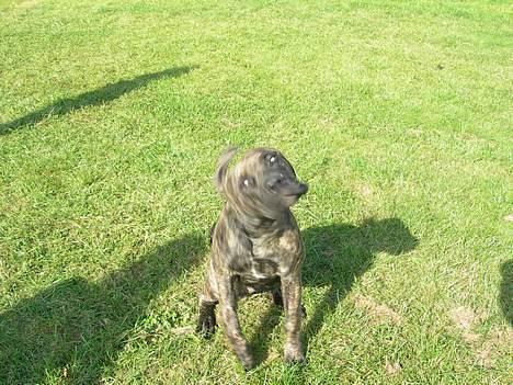 Blanding af racer Bongo (Død 2016)  - Skulle lige rystes en tur billede 20