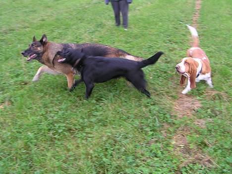 Labrador retriever Cora billede 15