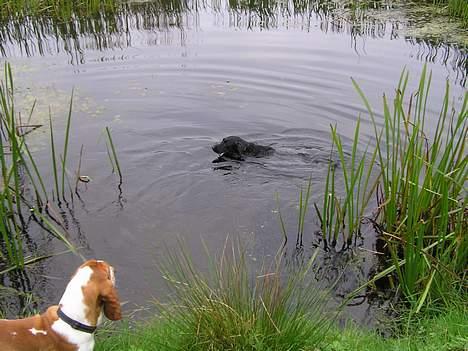 Labrador retriever Cora billede 16