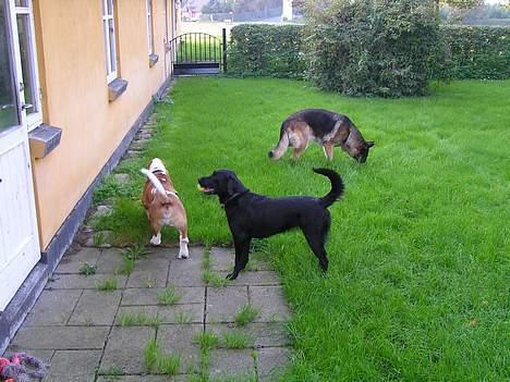 Labrador retriever Cora billede 17