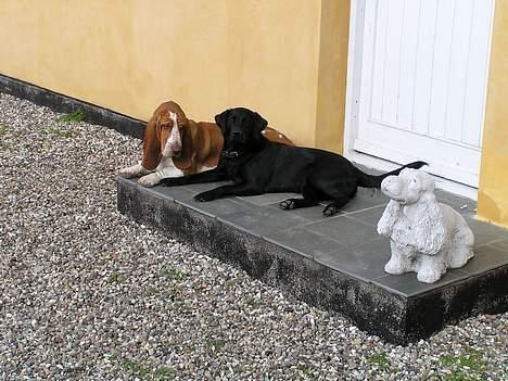 Labrador retriever Cora billede 18