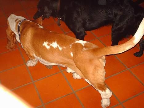 Labrador retriever Cora billede 19