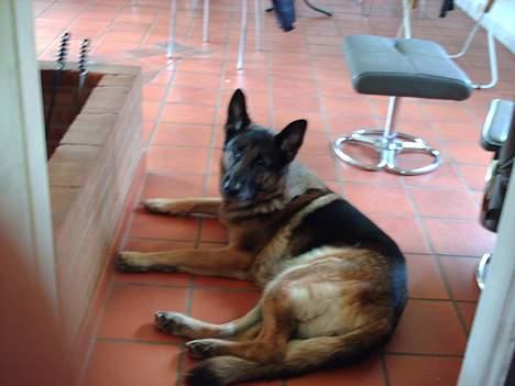 Schæferhund Freja  billede 6