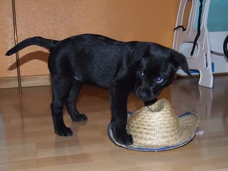 Blanding af racer Chiva - 9 uger billede 6