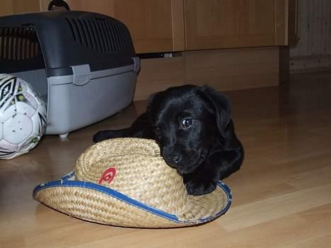 Blanding af racer Chiva - 9 uger billede 7