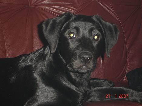 Blanding af racer Chiva - ca 4½ månede billede 8