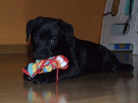 Blanding af racer Chiva - 9 uger billede 9