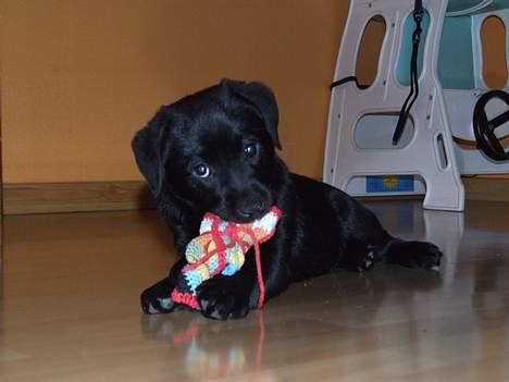 Blanding af racer Chiva - 9 uger billede 10