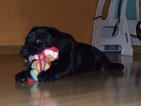 Blanding af racer Chiva - 9 uger billede 11