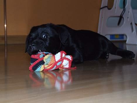 Blanding af racer Chiva - 9 uger billede 12