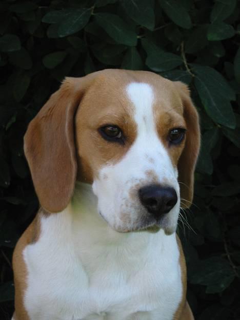 Beagle Beauty - sovetryne billede 1