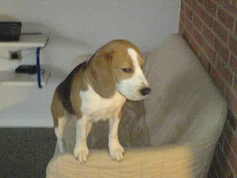 Beagle Beauty - er der mon mad til mig? billede 2