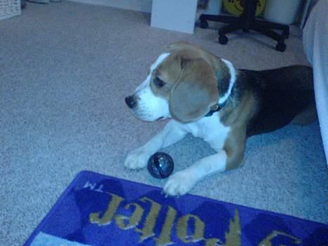 Beagle Beauty - hvem der! billede 3