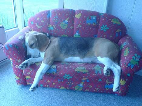 Beagle Beauty - lad være at tænde lyset billede 4