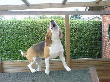 Beagle Beauty - jeg vil uuuuddddddd og lege. billede 5