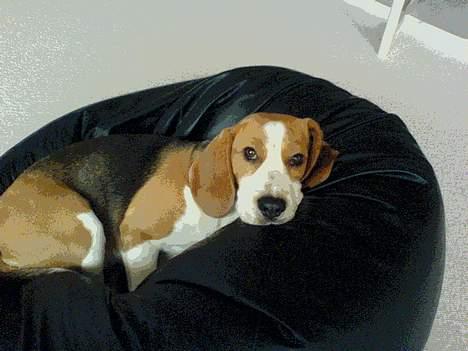 Beagle Beauty - harri billede 6