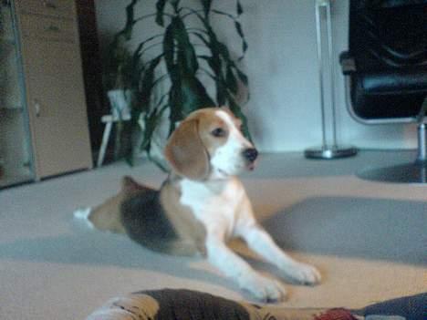 Beagle Beauty billede 7