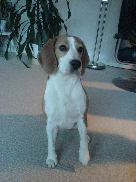 Beagle Beauty billede 8