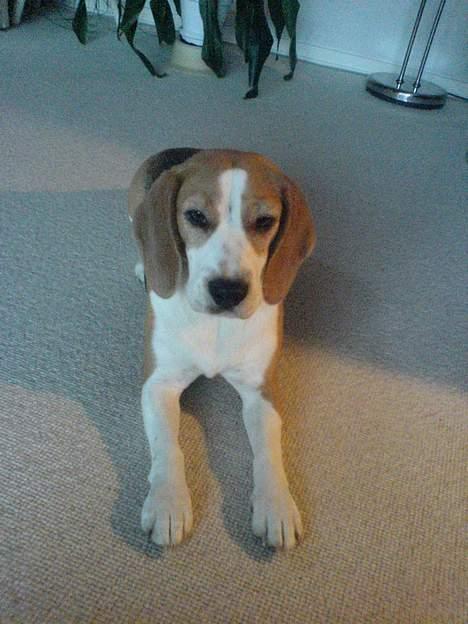 Beagle Beauty billede 9