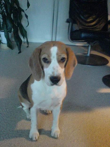 Beagle Beauty billede 10