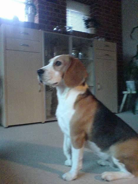 Beagle Beauty - hva er det for en lyd? billede 11