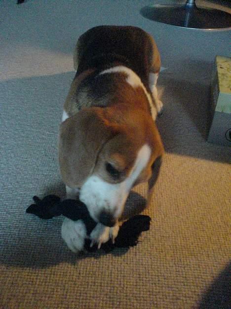 Beagle Beauty billede 12