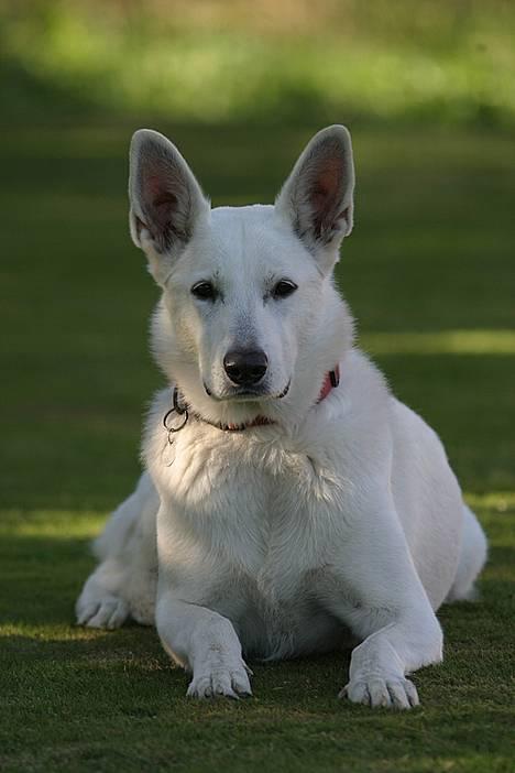 Hvid schæfer Tinka`s Ida - Elsker min Inki.. billede 1