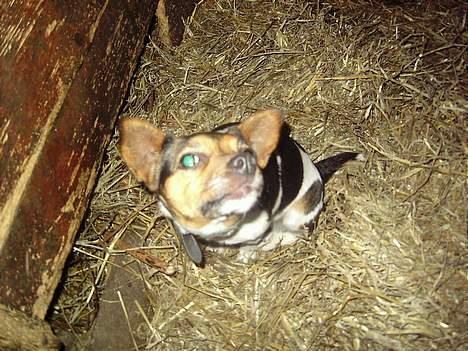 Dansk svensk gaardhund molly billede 2