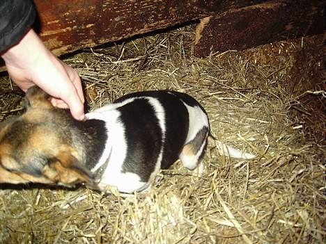 Dansk svensk gaardhund molly billede 3