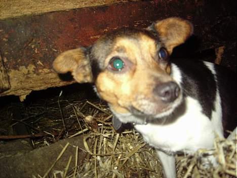 Dansk svensk gaardhund molly billede 4