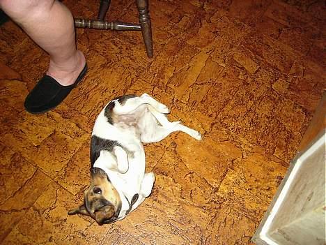 Dansk svensk gaardhund molly billede 5