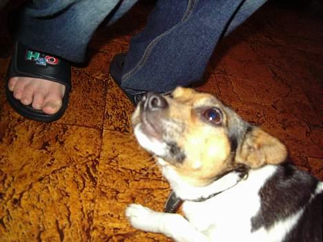 Dansk svensk gaardhund molly billede 6