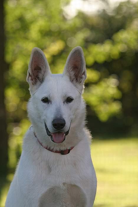 Hvid schæfer Tinka`s Ida billede 3