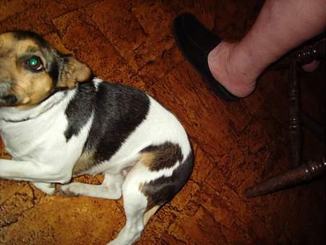 Dansk svensk gaardhund molly billede 7