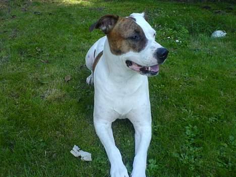 Blanding af racer Tess billede 1