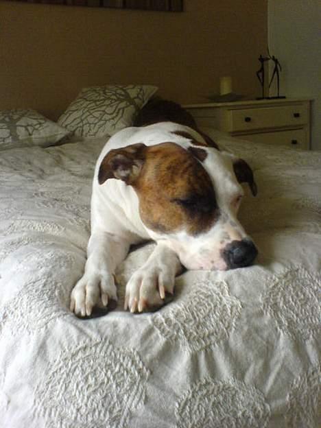 Blanding af racer Tess billede 2