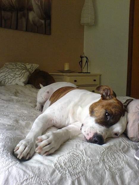 Blanding af racer Tess billede 3