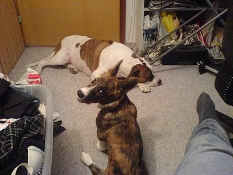 Blanding af racer Tess billede 4