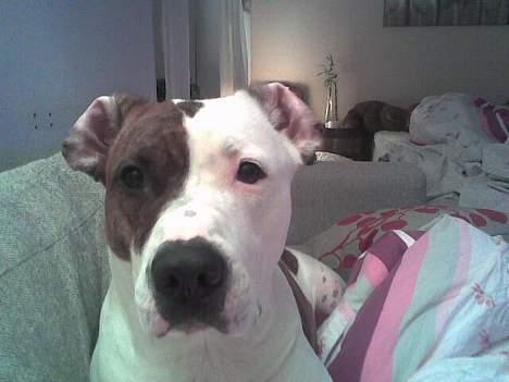 Blanding af racer Tess billede 5