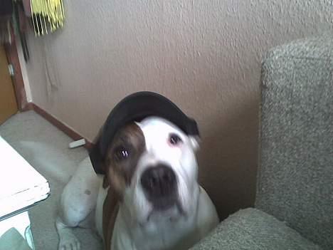 Blanding af racer Tess billede 6