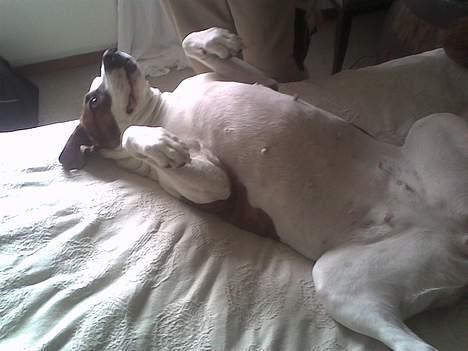 Blanding af racer Tess billede 7