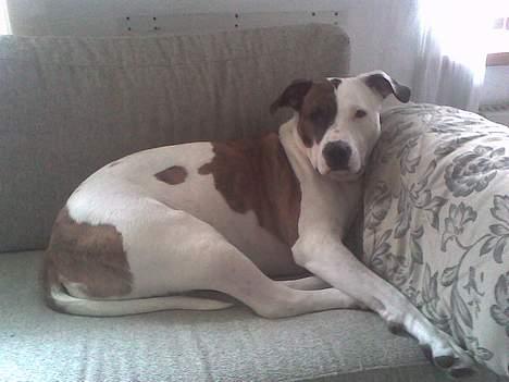 Blanding af racer Tess billede 8