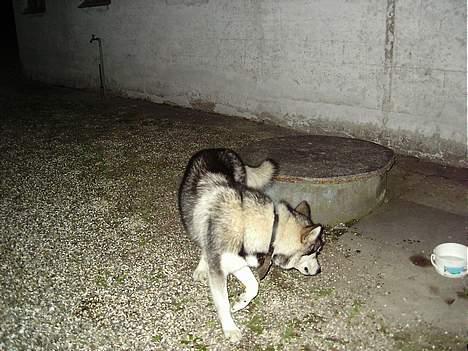 Alaskan malamute chilli billede 1