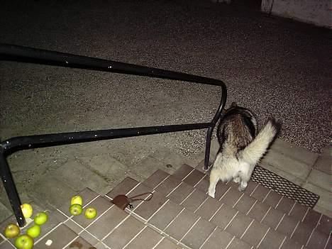 Alaskan malamute chilli billede 2