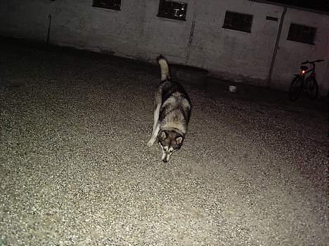 Alaskan malamute chilli billede 3